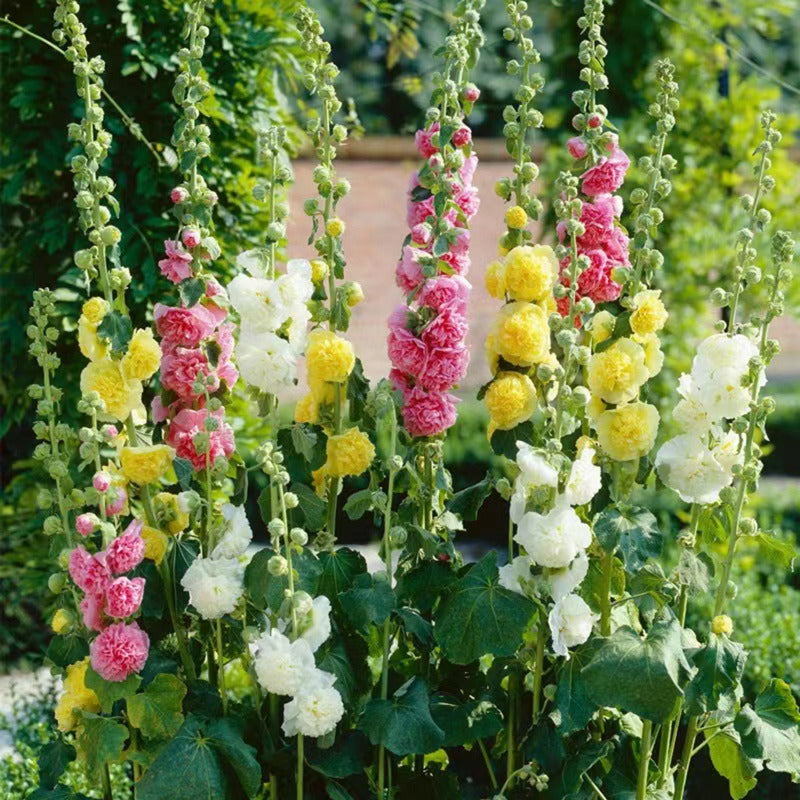 Hollyhock Seeds for Planting Alcea rosea Perennial Flower Seeds Non GMO Heirloom Dark Red Red Pink Yellow and Orange Hollyhock Flower