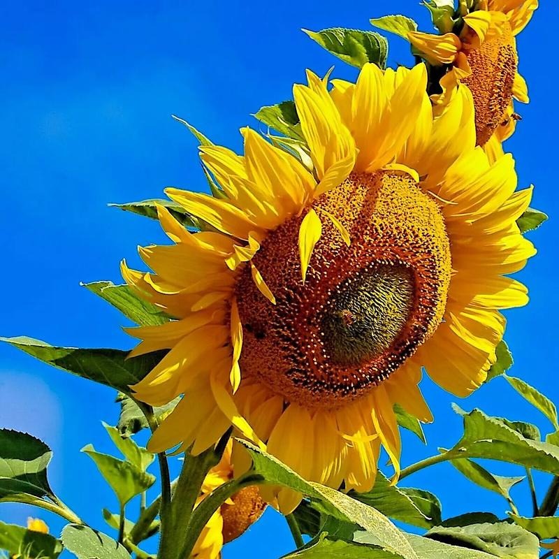 100pcs easy-to-cultivate sunflowers