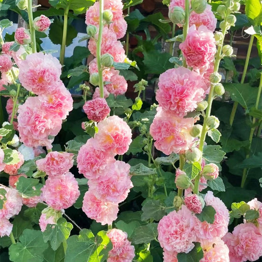 Hollyhock Seeds for Planting Alcea rosea Perennial Flower Seeds Non GMO Heirloom Dark Red Red Pink Yellow and Orange Hollyhock Flower