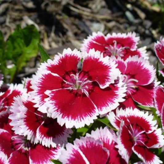 Baby Doll Dianthus Seeds FREE Shipping Fresh & Organic Dianthus chinensis seeds pink outdoor flower seeds bulk