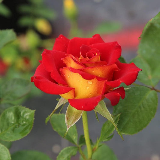 rare rose plant seeds plantedtomato paste and mustard red and yellow rose bushes planted outdoors