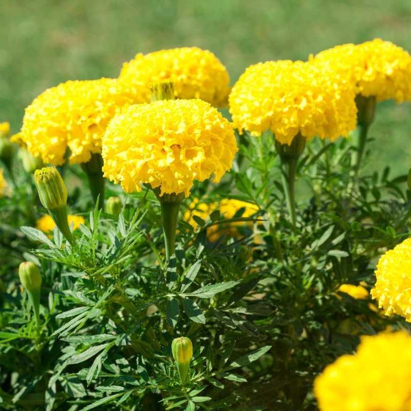 Marigold Seeds for Planting Mix Marigold Flower Seeds to Grow Indoor Outdoor Garden