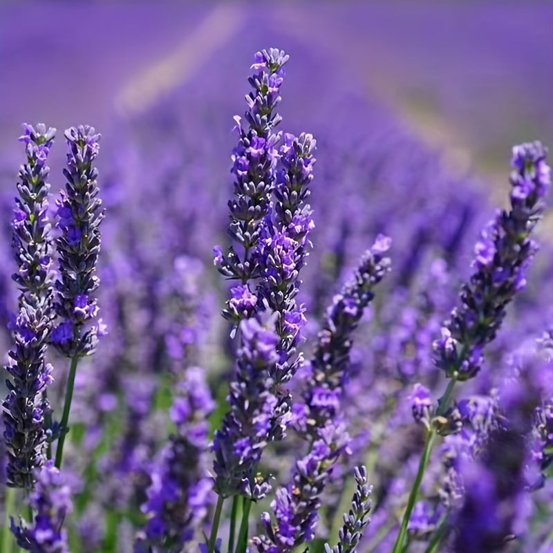 Lavender Flowering Seed for Planting Potted Plant Everblooming Flowering Species Plant Flower Balcony Garden