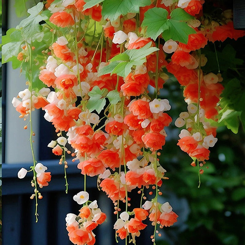 hanging silk apple flower seeds seeds climbing plants easy to live plants yearround planting planting germination indoor and outdoor plants flowers