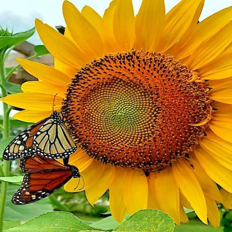 100pcs easy-to-cultivate sunflowers