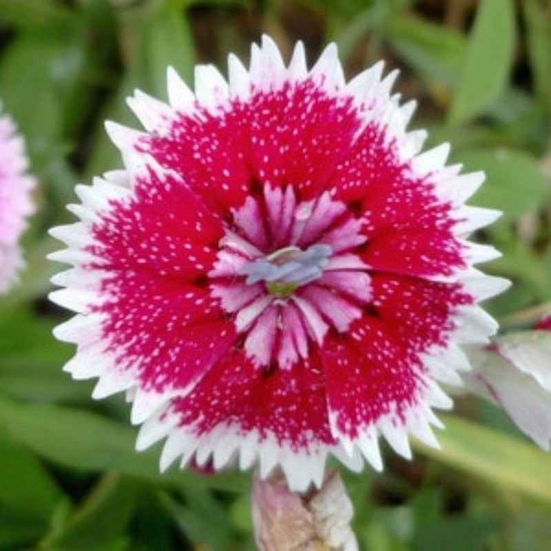 Baby Doll Dianthus Seeds FREE Shipping Fresh & Organic Dianthus chinensis seeds pink outdoor flower seeds bulk