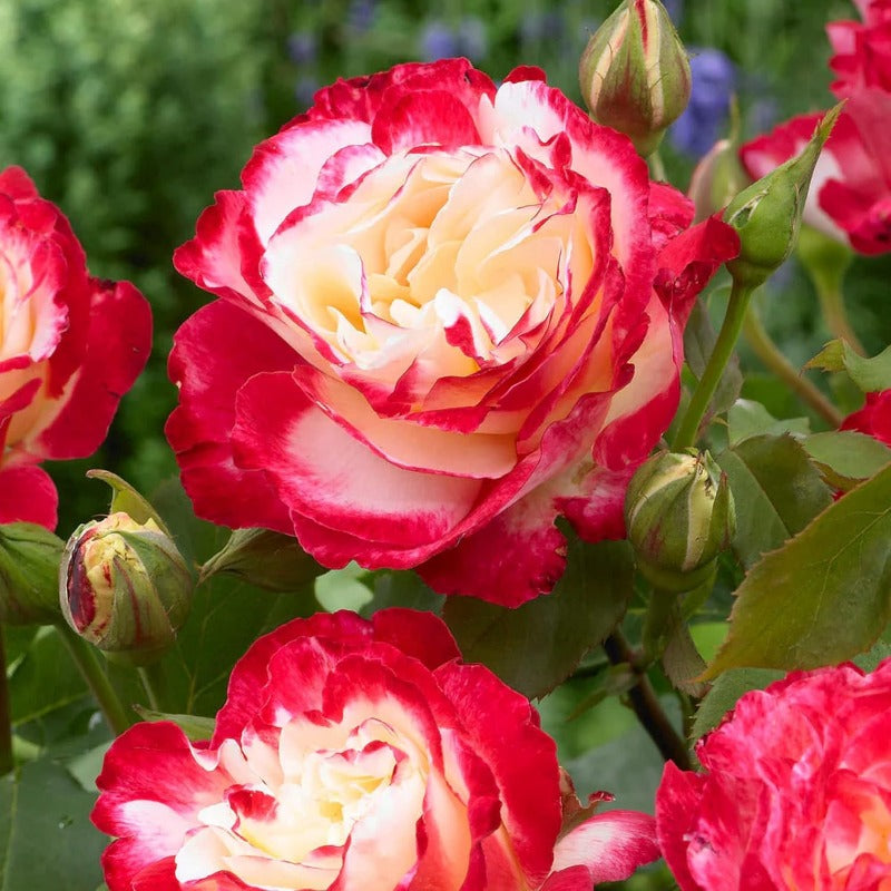 GARDEN Hybrid Tea Rose SeedRosa Double DelightShrub Roses Seeds Ornamental Flowering Shrub Plant Red White Lovely Flowers Great Bicolour Flower