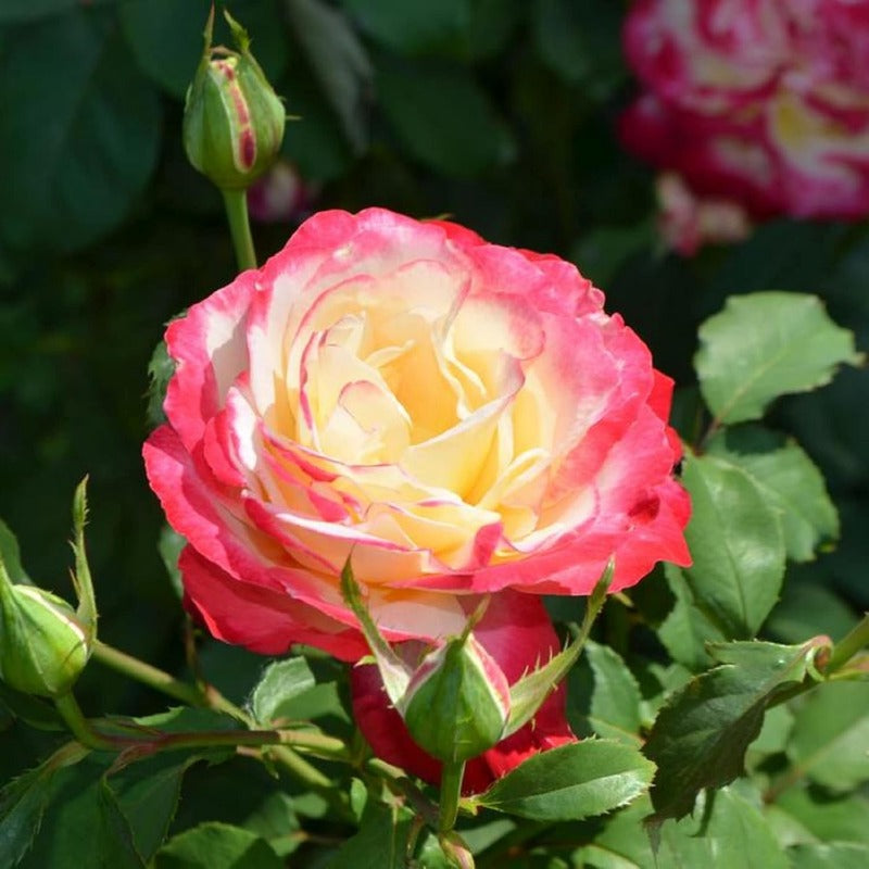 GARDEN Hybrid Tea Rose SeedRosa Double DelightShrub Roses Seeds Ornamental Flowering Shrub Plant Red White Lovely Flowers Great Bicolour Flower