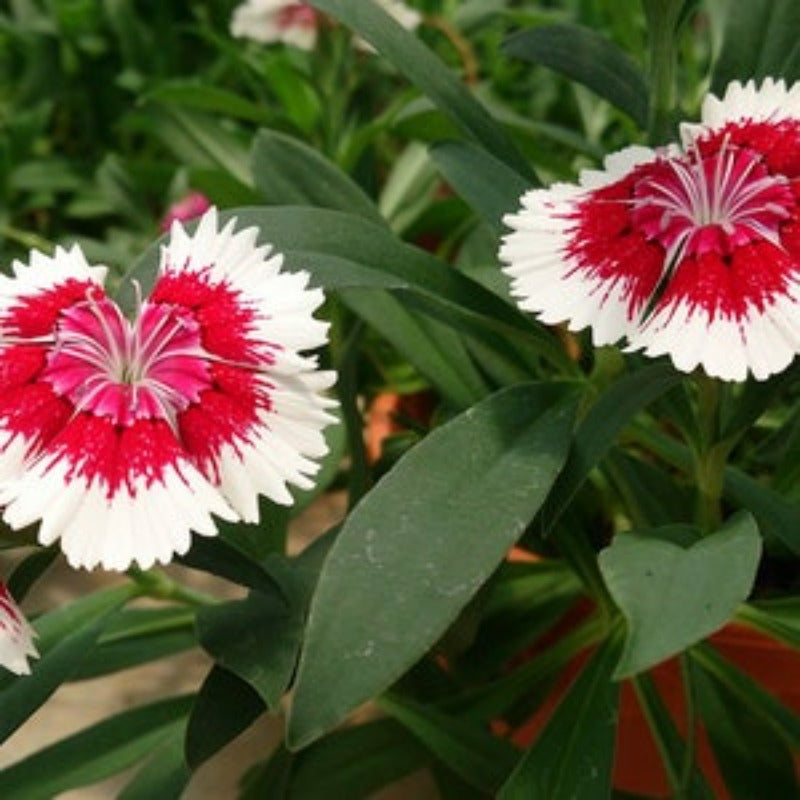 Baby Doll Dianthus Seeds FREE Shipping Fresh & Organic Dianthus chinensis seeds pink outdoor flower seeds bulk